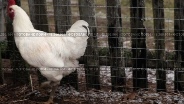 Rooster and white chickens in a homestead foraging feed at Backyard Coop. Brown hen wandering in a farmyard. Breeding livestock animals in agribusiness for free range organic egg and poultry industry. Стоковое видео, видеограф Марина Демидюк / Фотобанк Лори