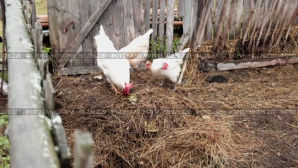 Rooster and white chickens in a homestead foraging feed at Backyard Coop. Brown hen wandering in a farmyard. Breeding livestock animals in agribusiness for free range organic egg and poultry industry. Стоковое видео, видеограф Марина Демидюк / Фотобанк Лори