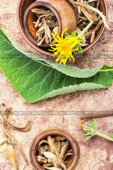 Roots and rhizomes of elecampane.Medicinal plant inula. Mortar with inula roots. Стоковое фото, агентство Ingram Publishing / Фотобанк Лори
