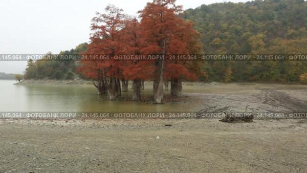 Роща болотных кипарисов на озере Сукко. Стоковое видео, видеограф Яна Королёва / Фотобанк Лори