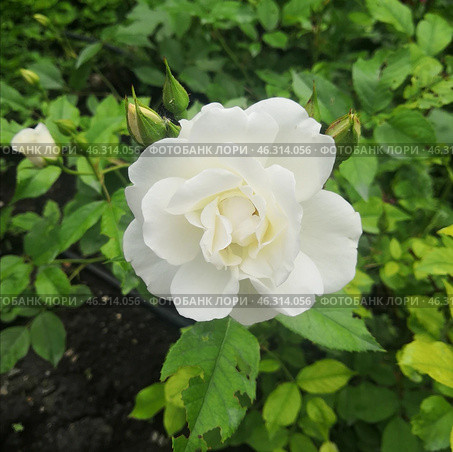Rose (3) Стоковое фото, фотограф Александр Комаров / Фотобанк Лори