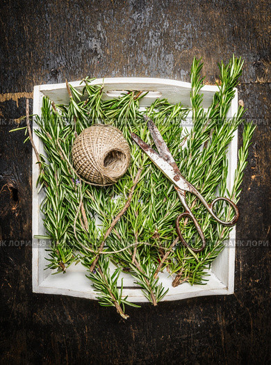 Rosemary plant with a skein of rope and old scissors on rustic wooden background , top view. Стоковое фото, агентство Ingram Publishing / Фотобанк Лори