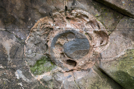 Россия. Майкоп, Адыгея. Следы аммонита на срезе камня. Russia. Maykop, Adygea. Traces of ammonite on the cut stone. Стоковое фото, фотограф Алексей Смышляев / Фотобанк Лори