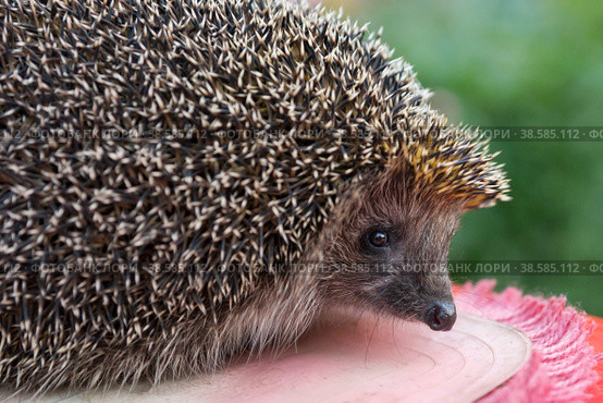 Россия. Санкт-Петербург. Еж. Дикие животные в природе. Russia. St. Petersburg. Hedgehog. Wild animals in nature. Стоковое фото, фотограф Алексей Смышляев / Фотобанк Лори