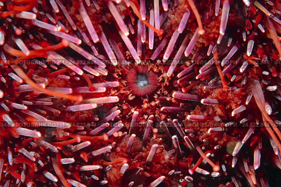 Рот зеленого морского ежа (зелёный droebachiensis), Япония. Стоковое фото, фотограф Некрасов Андрей / Фотобанк Лори