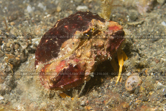 Rough box crab (Calappa gallus), Lembeh Strait, Indonesia. VW Pics/Stocktrek Images/TASS. Стоковое фото, агентство ТАСС / Фотобанк Лори