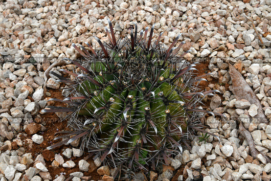Round cactus on a bed with stones. Стоковое фото, фотограф Володина Ольга / Фотобанк Лори