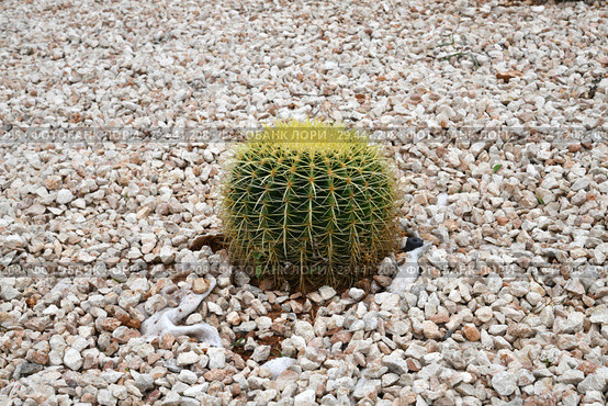 Round cactus on a bed with stones. Стоковое фото, фотограф Володина Ольга / Фотобанк Лори