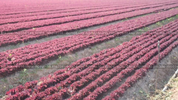 Rows of young red batavia lettuce growing on large plantation on spring day. Popular leafy vegetable crop. Стоковое видео, видеограф Яков Филимонов / Фотобанк Лори