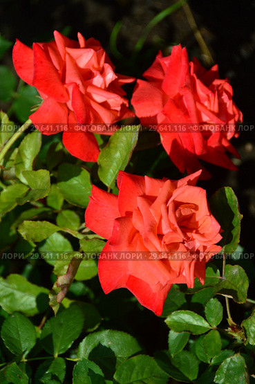 Роза чайно-гибридная Бьюти Стар (Beauty Star), Fryer's Roses, 1990. Стоковое фото, фотограф lana1501 / Фотобанк Лори