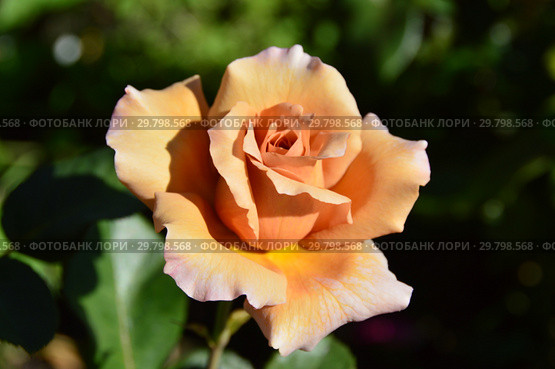 Роза чайно-гибридная Джулиас Роуз (Джулиас Роз, Джулияс Роуз, Julia, Pashley Manor Rose, Chocolate Rose), (Rosa Julia's Rose). Tysterman, Великобритания 1976. Стоковое фото, фотограф lana1501 / Фотобанк Лори