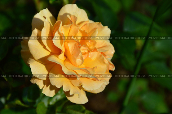 Роза чайно-гибридная Гарден Глори (Rosa Garden Glory), Harkness Roses, Великобритания 1996. Стоковое фото, фотограф lana1501 / Фотобанк Лори