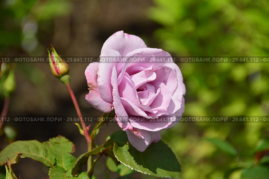 Роза чайно-гибридная Муди Блю (Rosa Moody Blue), Fryers Roses 2008. Стоковое фото, фотограф lana1501 / Фотобанк Лори
