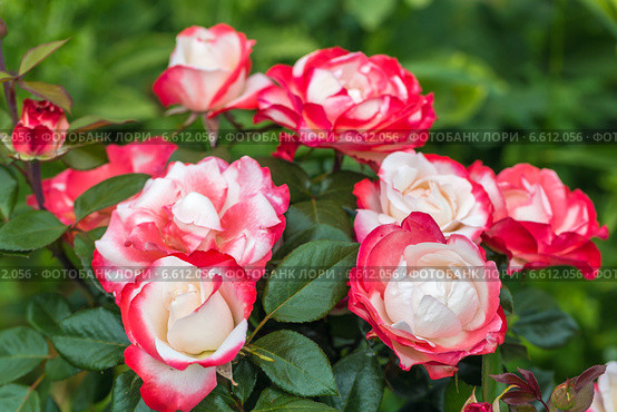 Роза чайно-гибридная Ностальжи (Nostalgie Hybrid Tea). Тантау (Tantau) Стоковое фото, фотограф Ольга Сейфутдинова / Фотобанк Лори