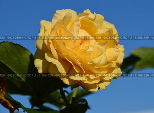 Роза флорибунда Абсолютлей Фабулос (лат. Absolutly Fabulous), Harkness Roses. Стоковое фото, фотограф lana1501 / Фотобанк Лори