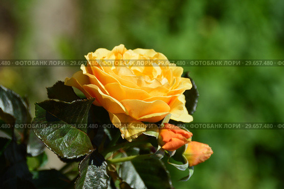 Роза флорибунда Амбер Куин (Янтарная королева) (лат. Amber Queen), Harkness Roses, Великобритания, 1983. Стоковое фото, фотограф lana1501 / Фотобанк Лори