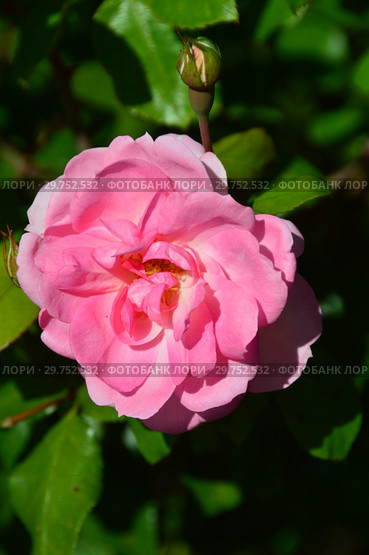 Роза флорибунда (floribunda) Сантэнер дэ Лурд (Сантенэр де Лурдес, Mrs. Jones, DELge), (Centenaire de Lourdes). Delbard-Chabert, Франция 1958. Стоковое фото, фотограф lana1501 / Фотобанк Лори