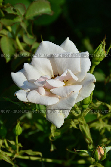 Роза флорибунда Мерси Роуз (Мерси Роз) (лат. Mercy Rose), Harkness, Великобритания 2012. Стоковое фото, фотограф lana1501 / Фотобанк Лори