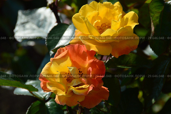 Роза флорибунда Солей дю Монд (Soleil du Monde, delseb), Delbard 2007. Стоковое фото, фотограф lana1501 / Фотобанк Лори