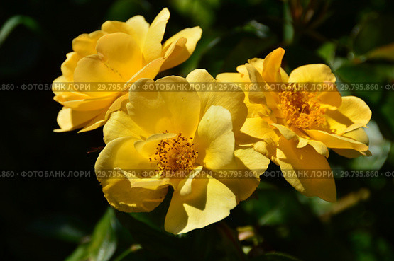 Роза флорибунда Варенна Аллен (Harmode), (лат. Varenna Allen). Harkness Roses, Великобритания 2006. Стоковое фото, фотограф lana1501 / Фотобанк Лори