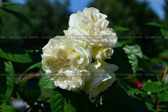 Роза грандифлора Фрэнк Мишель (лат. Rosa Frank Michael). Laperriere Франция, Evers 2000. Стоковое фото, фотограф lana1501 / Фотобанк Лори