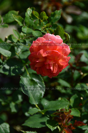 Роза кустарниковая Марсель ан Флёрс (Марсэй ан Флёр), (лат. Marseille en Fleurs). Petales de Roses. Massad, Франция 2009. Стоковое фото, фотограф lana1501 / Фотобанк Лори