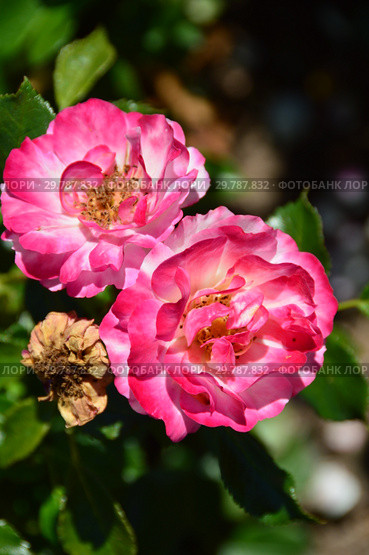Роза кустарниковая (шраб) Джой Аморина (лат. Rosa Joy Amorina). De Ruiter Innovations B.V., Нидерланды. Стоковое фото, фотограф lana1501 / Фотобанк Лори