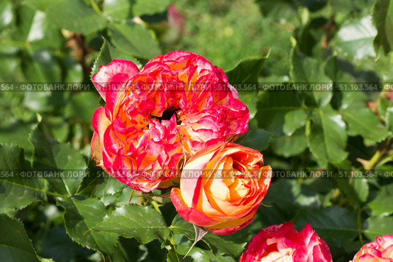 Роза кустовая.A bush rose. Стоковое фото, фотограф Роман Лукьянов / Фотобанк Лори