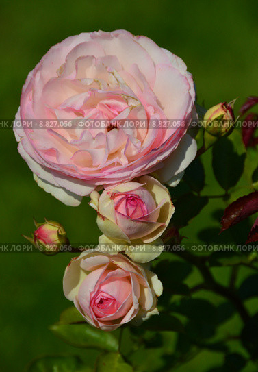 Роза плетистая Пьер де Ронсар (лат. Pierre de Ronsard, Eden Climber, Eden Rose 85), Meilland. Стоковое фото, фотограф lana1501 / Фотобанк Лори