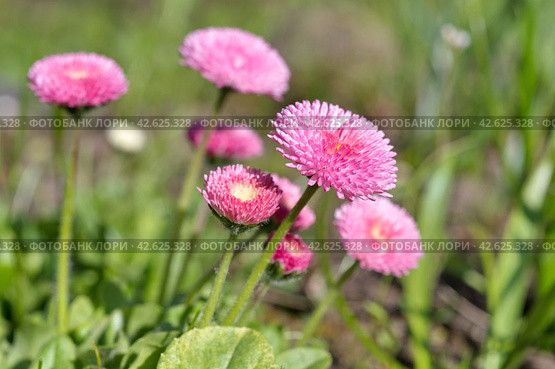 Розовая маргаритка помпонная (лат. Bellis perennis) цветет в саду. Стоковое фото, фотограф Елена Коромыслова / Фотобанк Лори