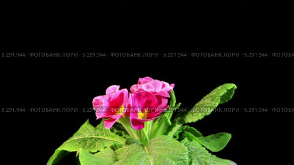 Розовая примула (Primula vulgaris) Стоковое видео, видеограф Артем Поваров / Фотобанк Лори