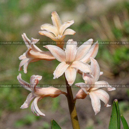 Розовый гиацинт сорта "Джипси Куин" (лат. Hyacinthus Gypsy Queen) крупным планом. Стоковое фото, фотограф Елена Коромыслова / Фотобанк Лори