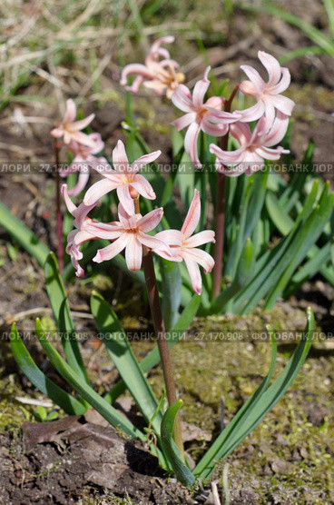 Розовый гиацинт сорта "Джипси Куин" (лат. Hyacinthus Gypsy Queen) Стоковое фото, фотограф Елена Коромыслова / Фотобанк Лори