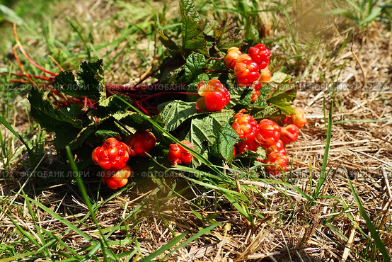 Rubus chamaemorus is a species of flowering plant rose family Rosaceae, native to cool temperate regions. Cloudberry, nordic berry, bakeapple, knotberry, aqpik or low-bush salmonberry, averin or evron. Стоковое фото, фотограф Юлия Петровская / Фотобанк Лори