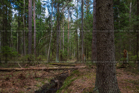 Ручей в хвойном лесу. Экотропа "Комаровский берег". Редакционное фото, фотограф Андрей Игнатов / Фотобанк Лори