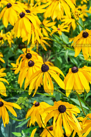 Рудбекия волосистая (лат. Rudbeckia Hirta). Популярное декоративное растение. Цветы крупным планом. Стоковое фото, фотограф Евгений Мухортов / Фотобанк Лори