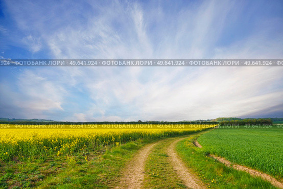 Rural dirt road with yellow canola fields on the right side in a beautiful countryside landscape. Стоковое фото, агентство Ingram Publishing / Фотобанк Лори