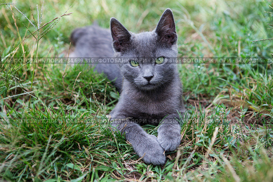 Russian blue cat. A small gray green-eyed pedigree kitten. Стоковое фото, фотограф Nataliia Zhekova / Фотобанк Лори
