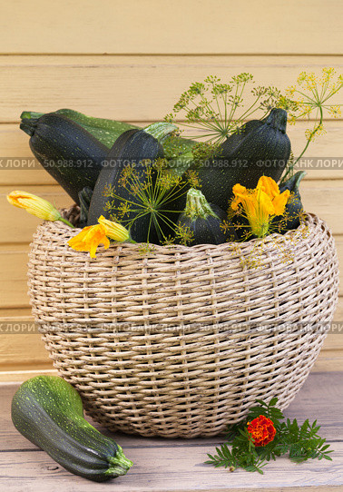 Rustic still life with freshly picked dietary zucchini in a large wicker basket on a garden bench on sunny summer day. Harvest of vitamin squashes. Growing organic vegetables in a kitchen garden. Стоковое фото, фотограф Виктория Катьянова / Фотобанк Лори