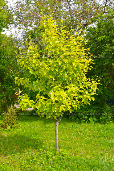 Рябина ольхолистная (Sorbus alnifolia (Siebold & Zucc.) K. Koch). Общий вид. Стоковое фото, фотограф Ирина Борсученко / Фотобанк Лори