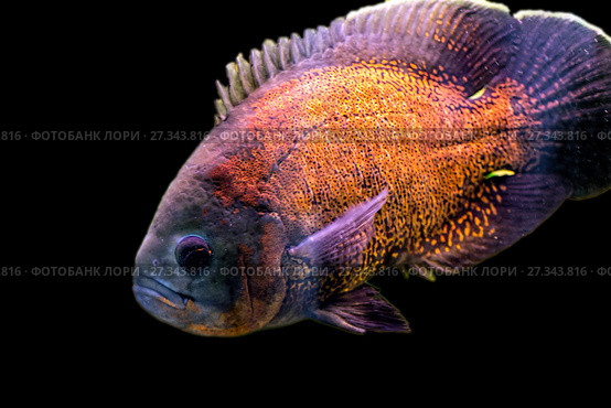 Рыба астронотус (Astronotus ocellatus) Стоковое фото, фотограф Евгений Ткачёв / Фотобанк Лори