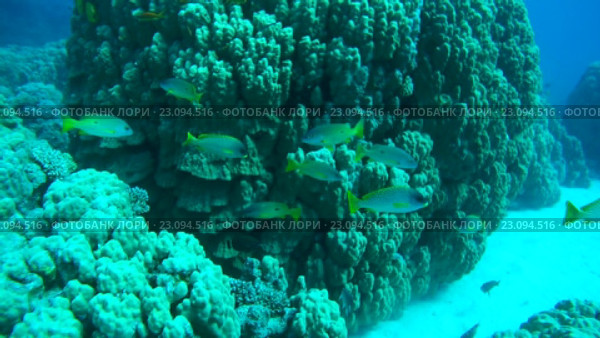 Рыба Blackspotted Rubberlip (Plectorhinchus gaterinus) у коралловых рифов, Красное море, Египет, Африка. Стоковое видео, видеограф Некрасов Андрей / Фотобанк Лори