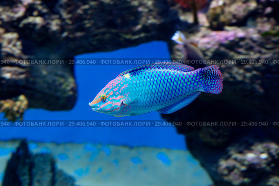 Рыба-губан Тамарин сетчатый (шахматный). Checkerboard wrasse. Стоковое фото, фотограф Галина Савина / Фотобанк Лори