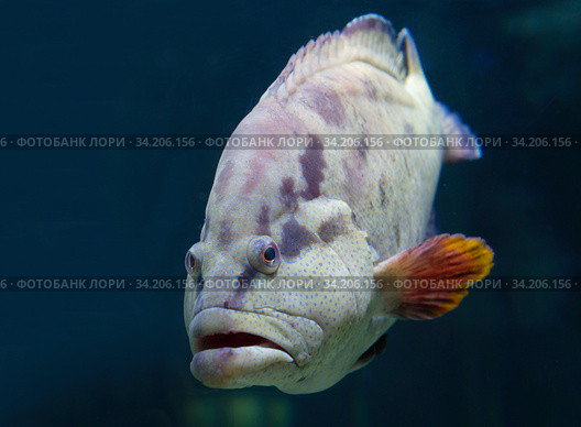 Рыба Губан (wrasse) Стоковое фото, фотограф Галина Савина / Фотобанк Лори