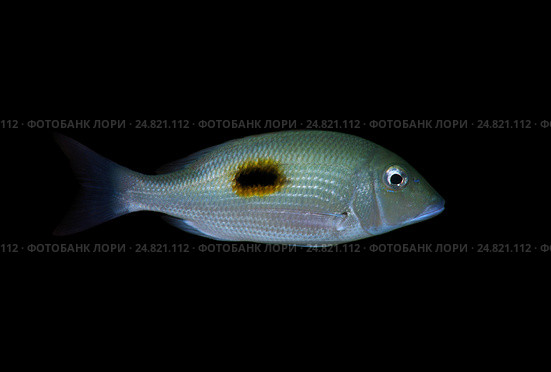 Рыба-император (Lethrinus harak),Индийский океан, Хиккадува, Шри-Ланка, Южная Азия. Стоковое фото, фотограф Некрасов Андрей / Фотобанк Лори