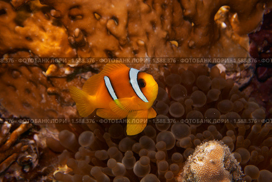 Рыба-клоун - Двухполосый амфиприон (Amphiprion bicinctus) - Красное море, Синай, Египет. Стоковое фото, фотограф Виктор Савушкин / Фотобанк Лори