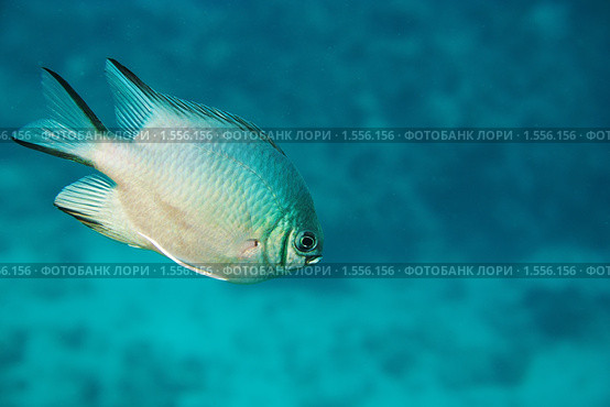 Рыба-ласточка - Amblyglyphidodon leucogaster - Красном море, Синай, Египет. Стоковое фото, фотограф Виктор Савушкин / Фотобанк Лори