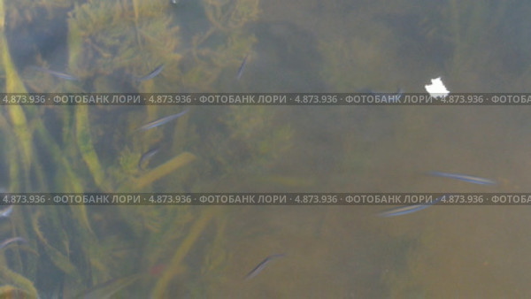 Рыбки в пруду. Стоковое видео, видеограф Алексей Кокорин / Фотобанк Лори