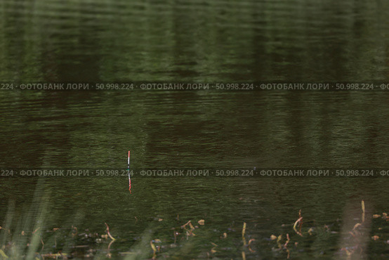 Рыболовный поплавок в зеленой воде лесного озера. Стоковое фото, фотограф Евгений Ковальский / Фотобанк Лори