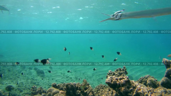 Рыбы чистильщики (Aspidontus taeniat) чистят морскую щуку Саргана (Belone belone) на коралловом рифе, Красное море, Марса-эль-Алам, бухта Абу-Дабаб, Египет. Стоковое видео, видеограф Некрасов Андрей / Фотобанк Лори